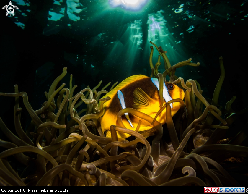 A underwater creature