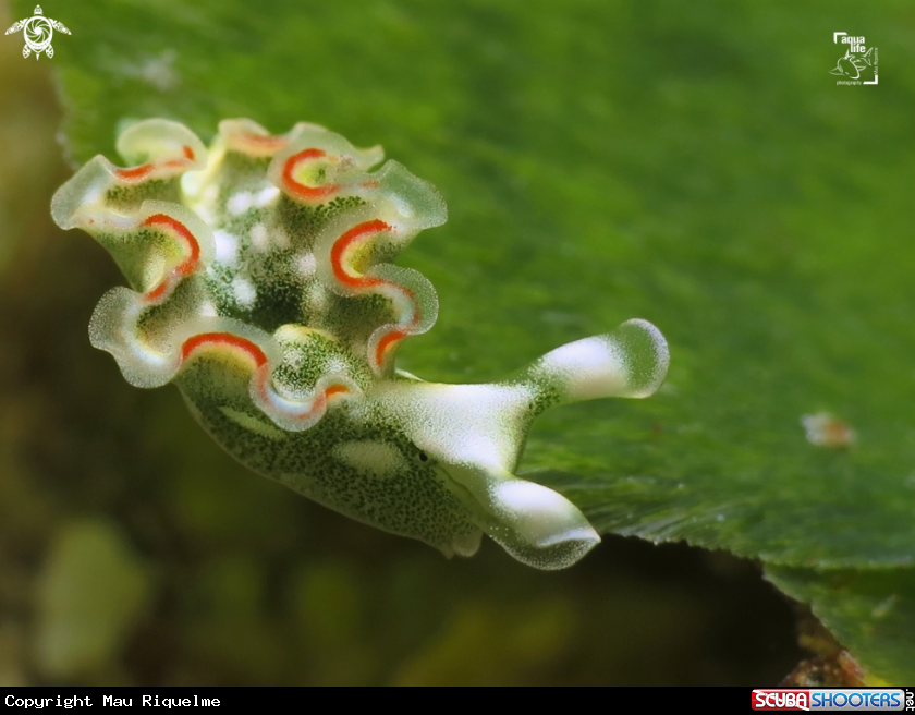 A Lettuce Sea Slug