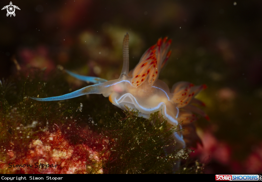 A cratena peregrina
