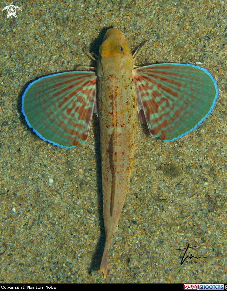 A Streaked Gurnard