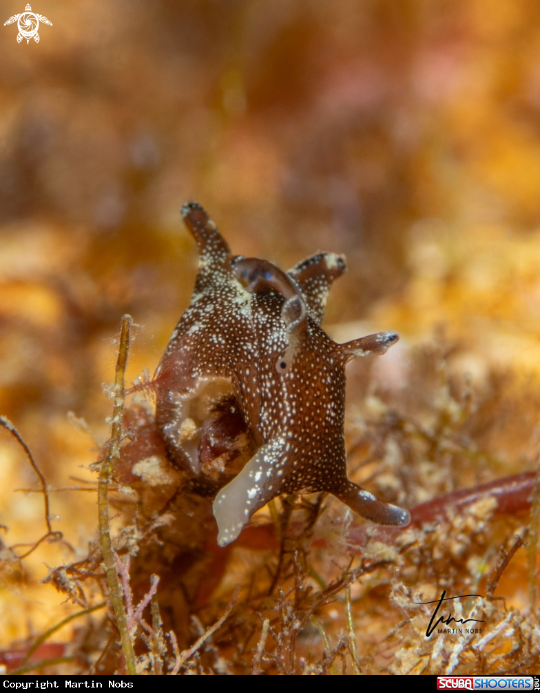 A Aplysia parvula