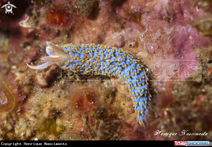 A Nudibranch