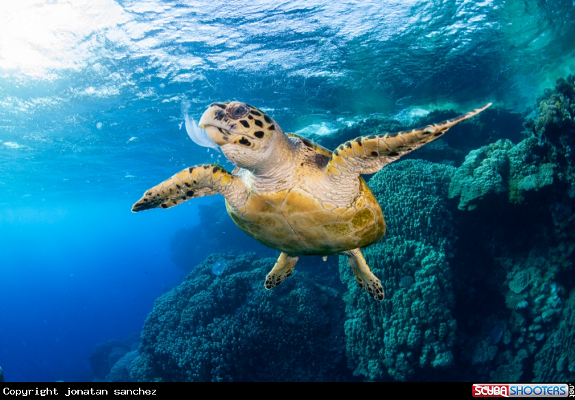 A Hawksbill turtle