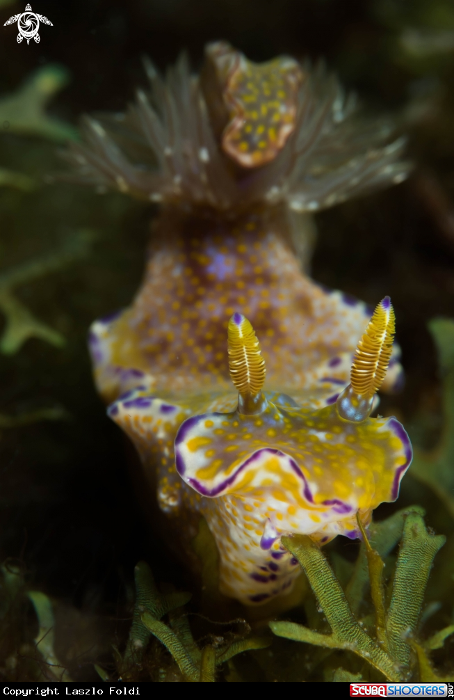 A Nudibranch