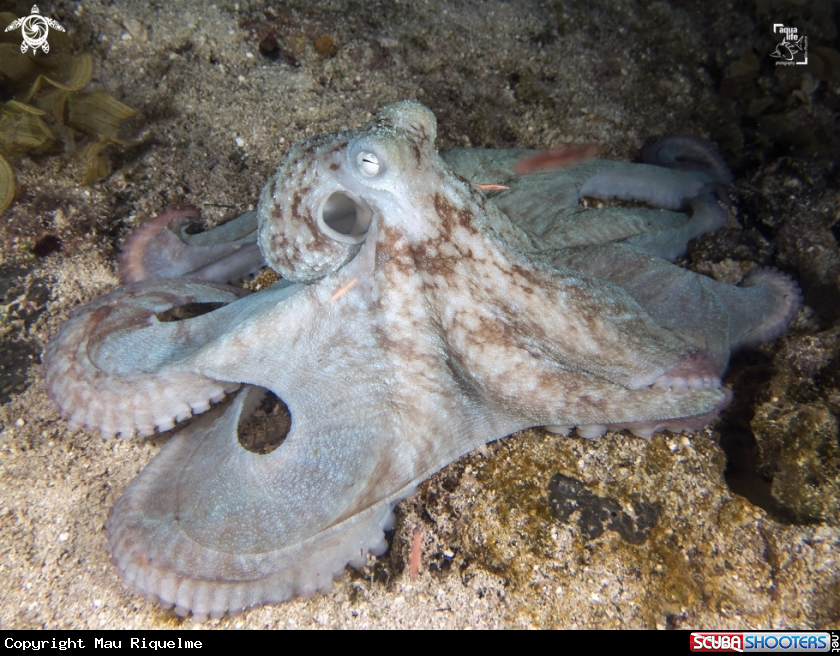 A Caribbean Reef Octopus