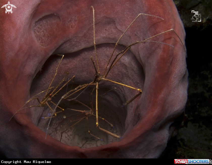 A Yellowline Arrow Crab