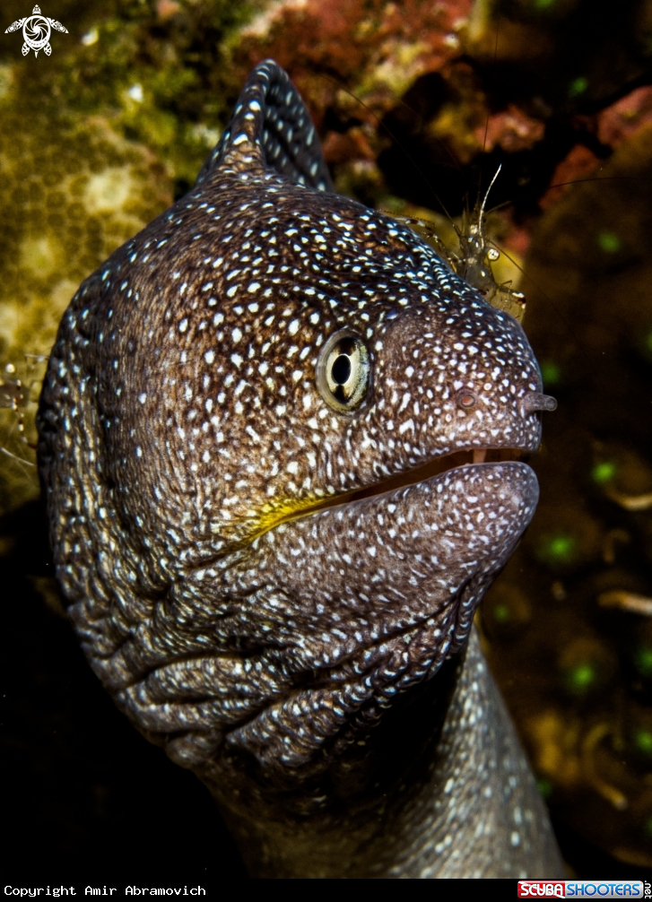 A underwater creature