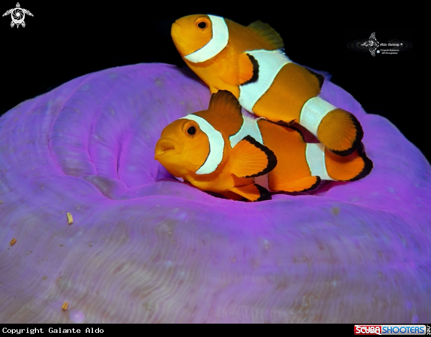 A Clownfish