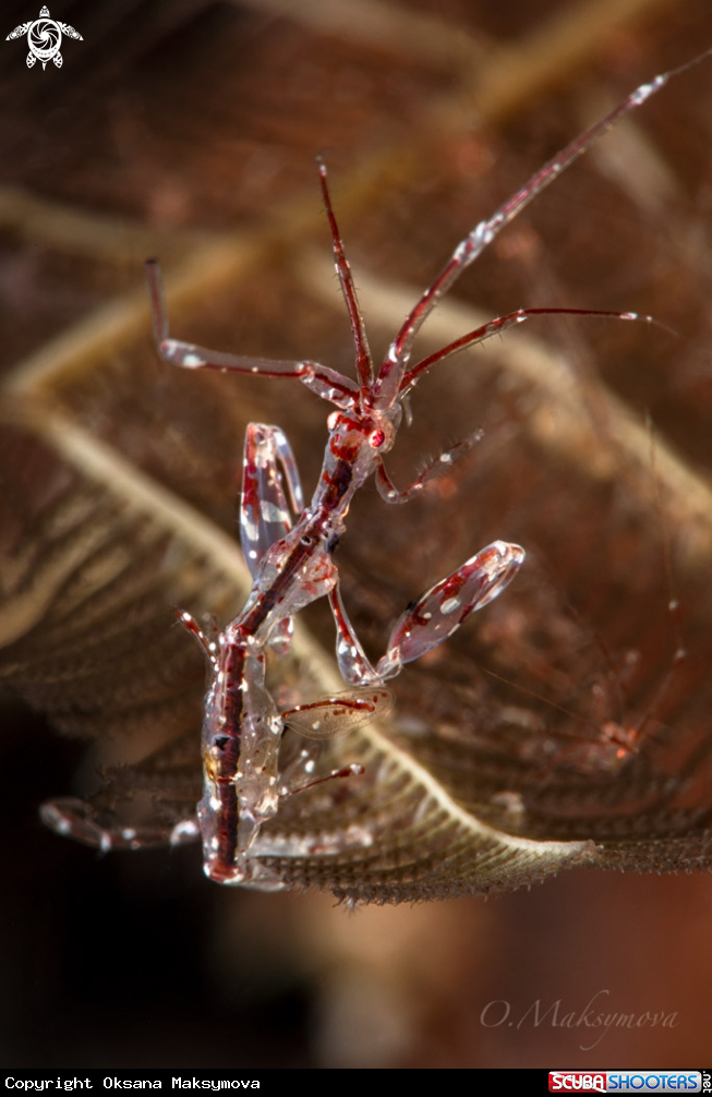 A Red-Strip Skeleton shrimp  (Protella similis) 