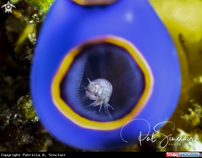A amphipod in tunicate