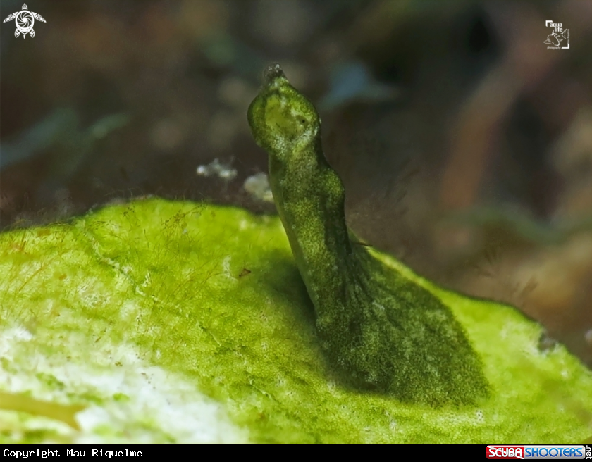 A Mimic Bosellia