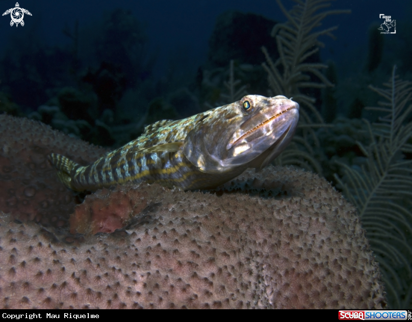 A Sand Diver
