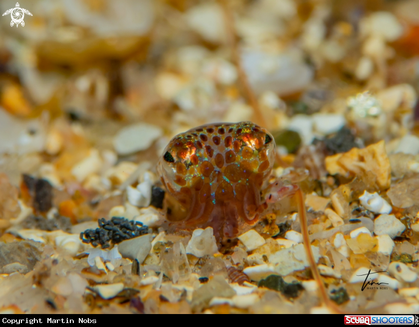 A Dwarf Bobtail Squid