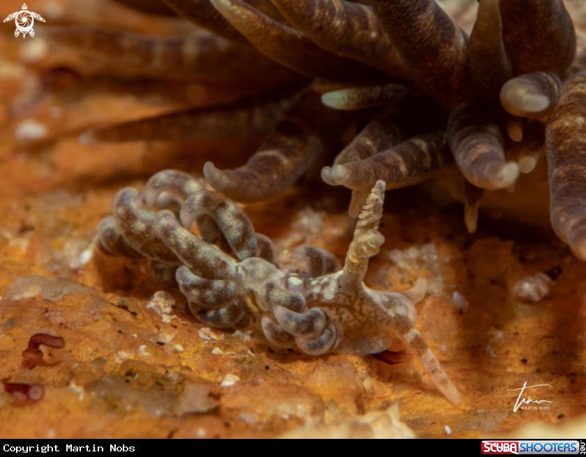 A Spurilla neapolitana