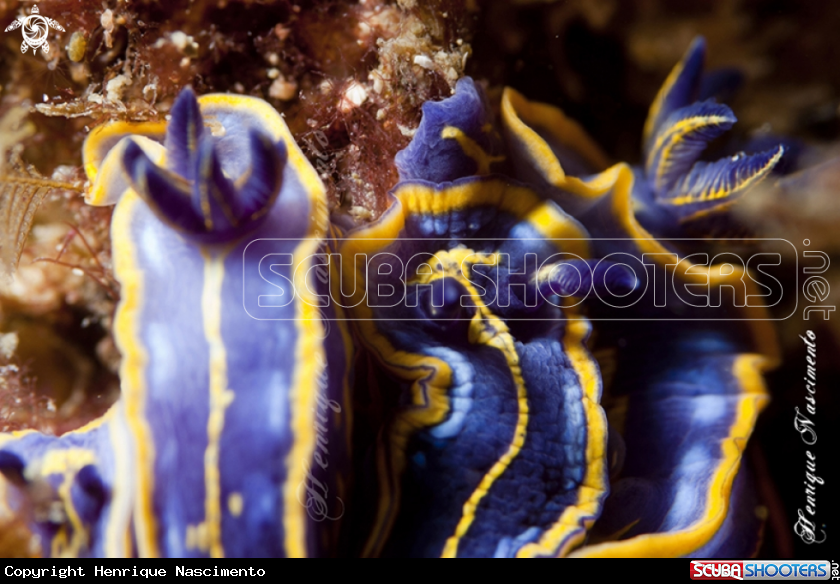 A Nudibranch