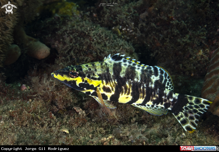 A Harlequin bass
