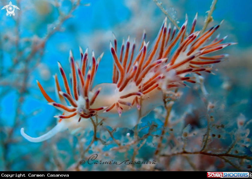 A Cratena Peregrina