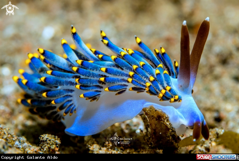 A Seaslug