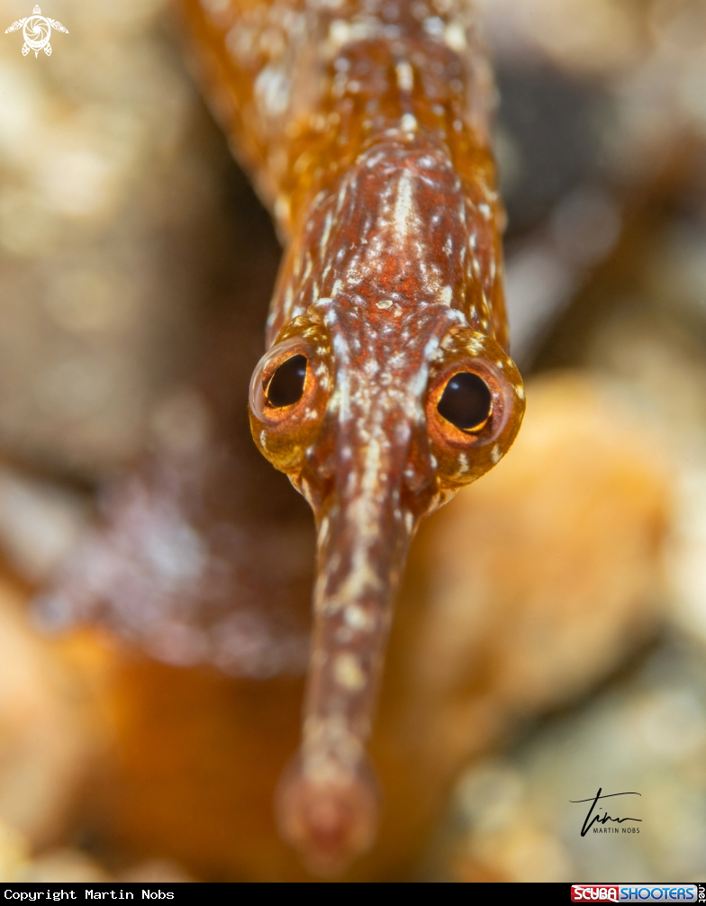 A Greater Pipefish