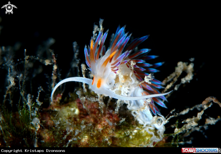 A Cratena peregrina nudibranch