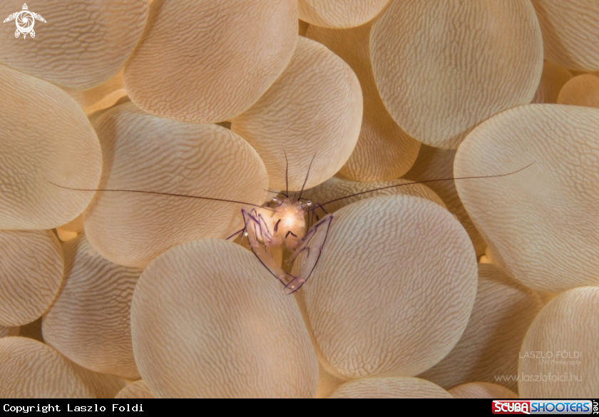 A Cleaner shrimp 