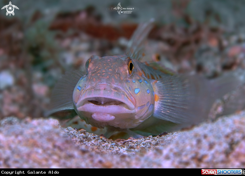 A Orange Spotted Goby