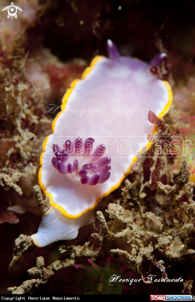 A nudibranch