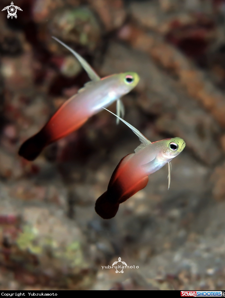 A Dartfish