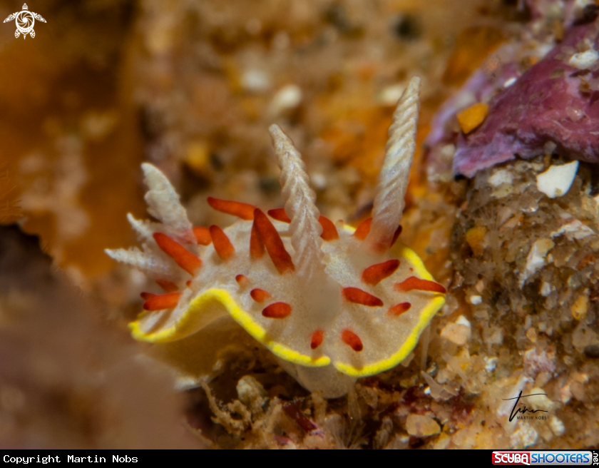 A Diaphorodoris papillata