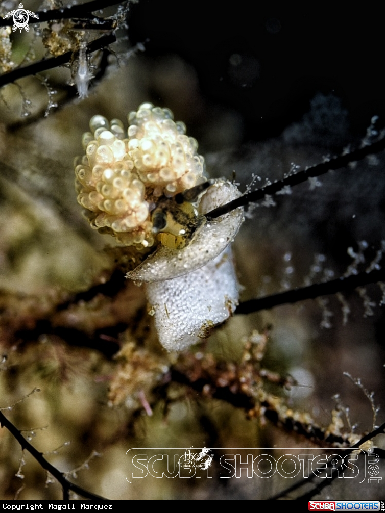 A Grape doto nudibranch 