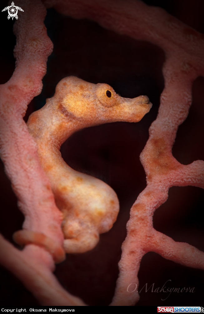 A Denise's pygmy seahorse (Hippocampus denise)