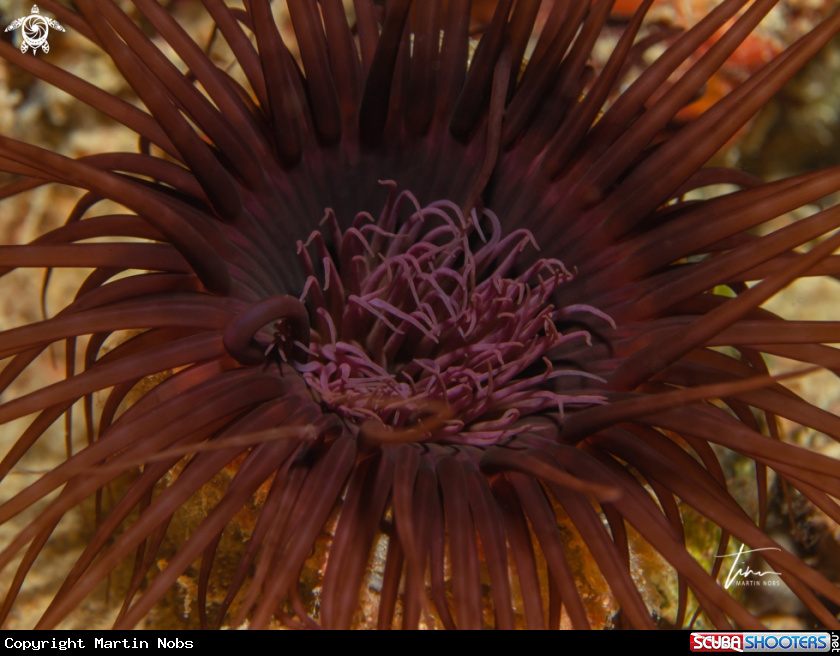 A Cylinder Anemone