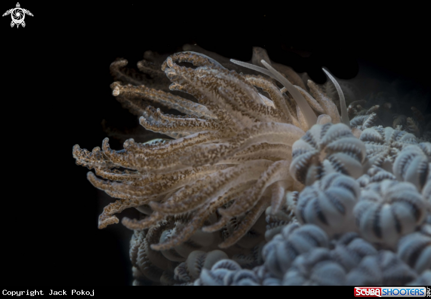 A Phyllodesmium lembehensis