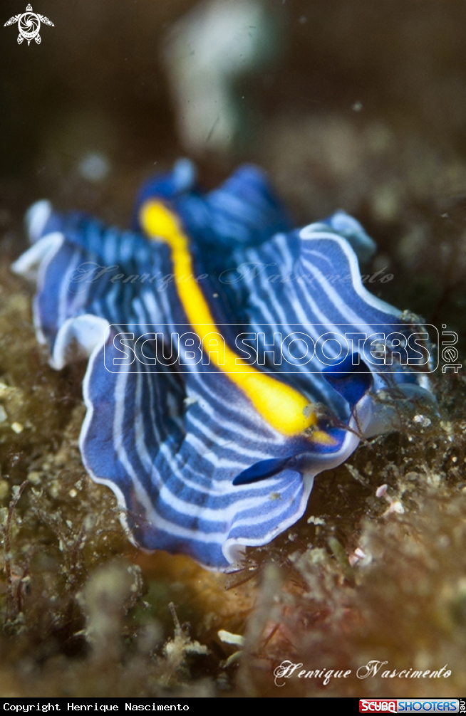 A underwater creature