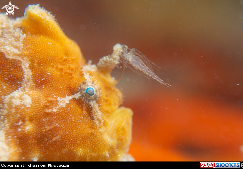 A Ocellated frogfish