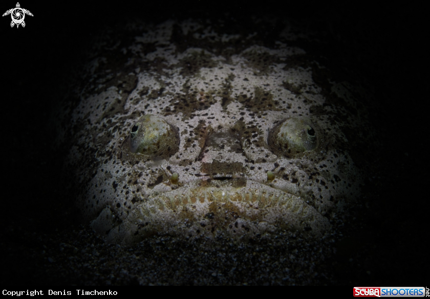 A FISH