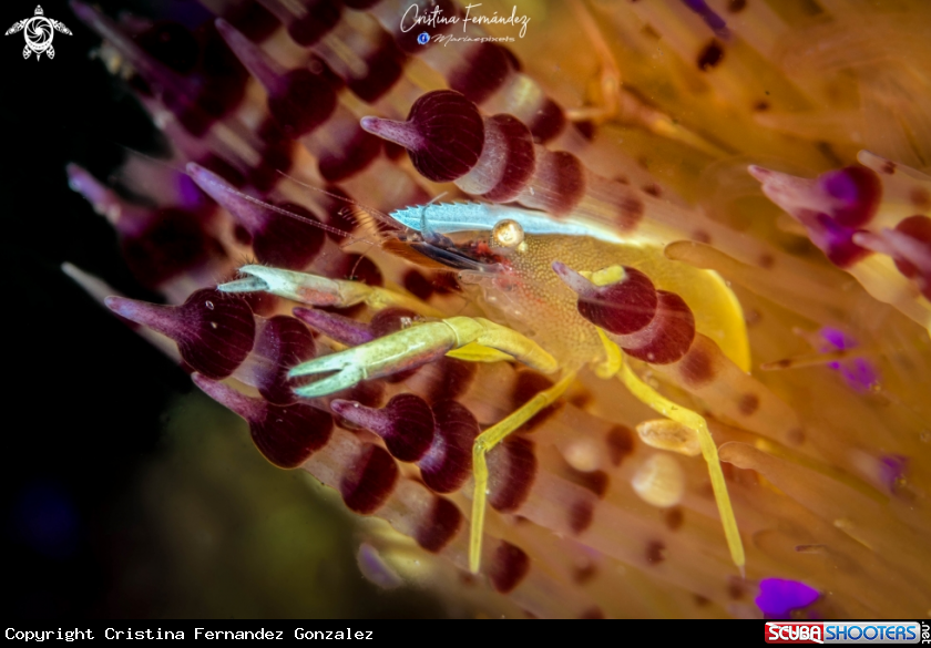A Fire urchin shrimp