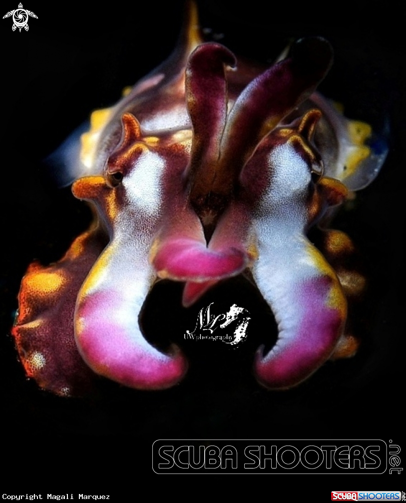 A Flamboyant cuttlefish 