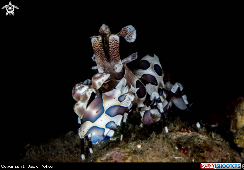 A Harlequin shrimp