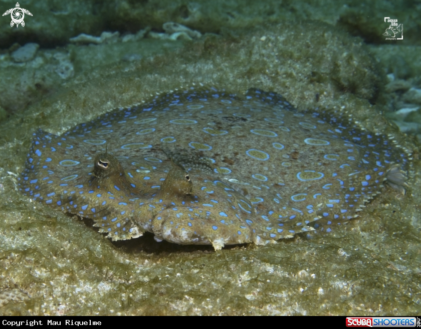 A Peacock Flounder