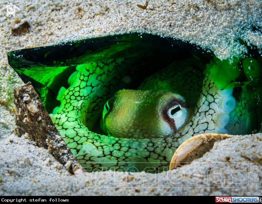 A Coconut Octopus