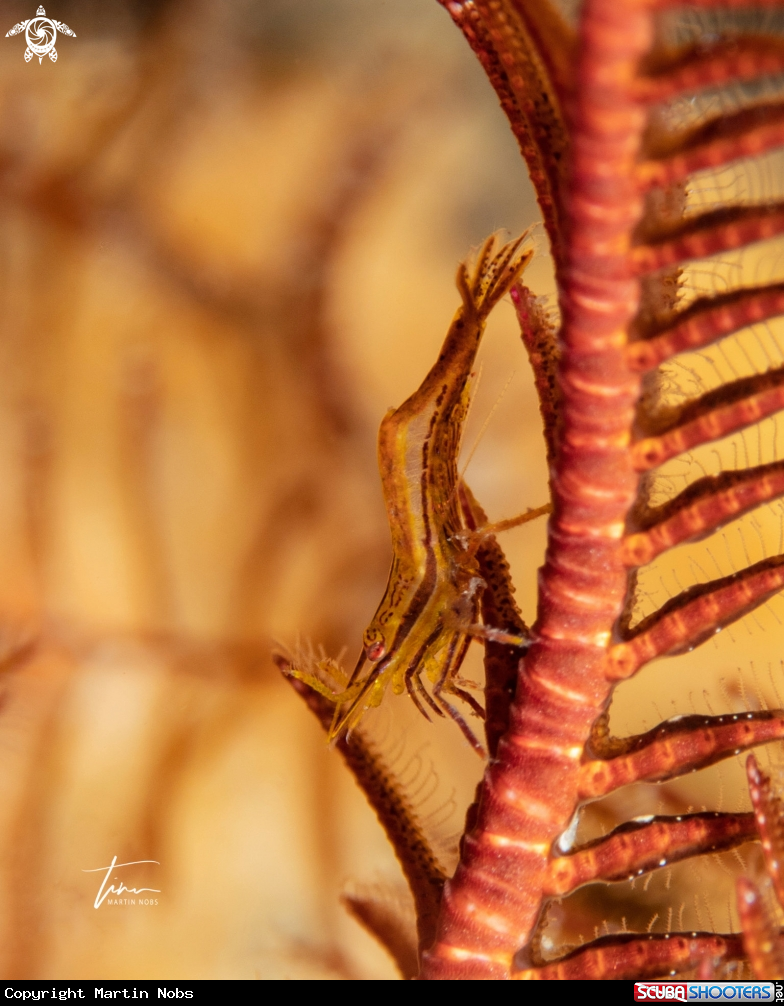 A Mediterranean Featherstar Shrimp