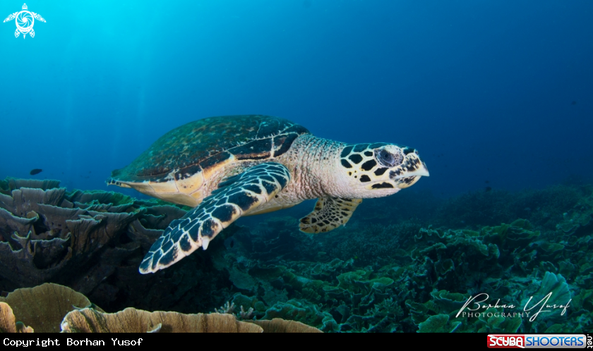 A Hawksbill Turtle
