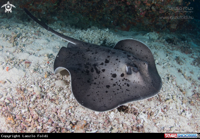 A Stingray 