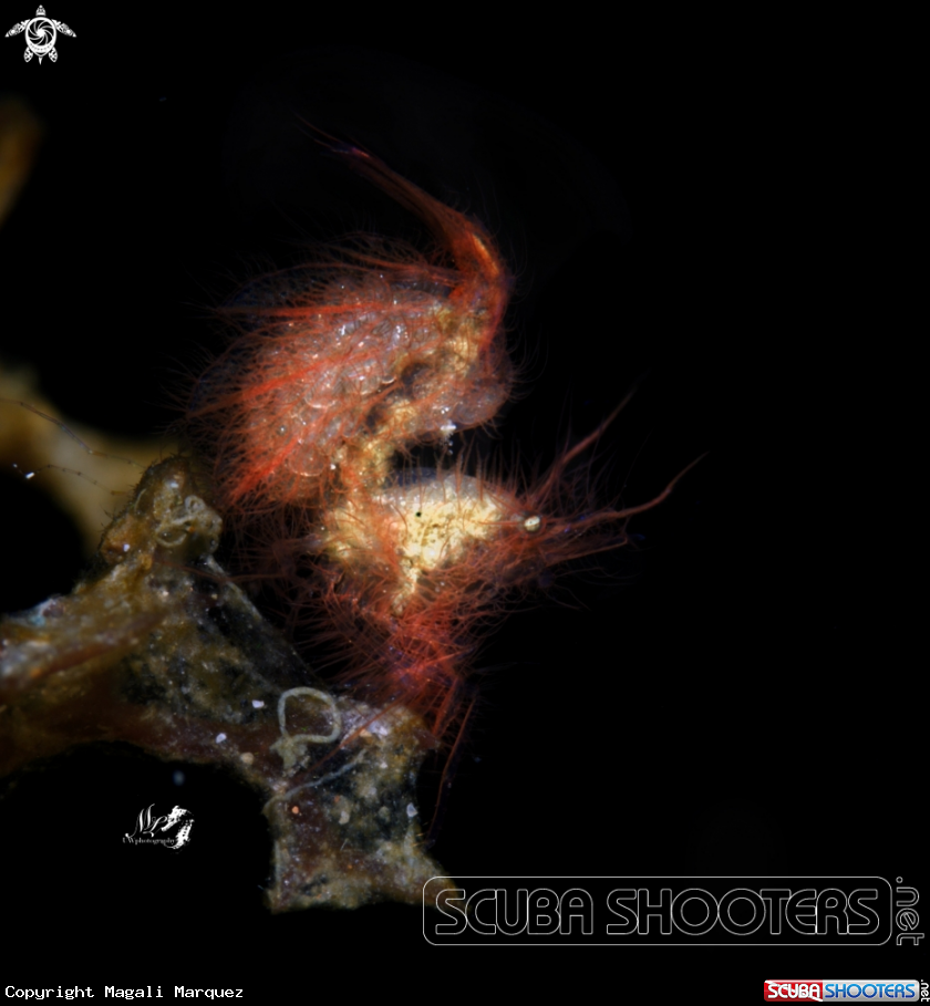 A Hairy Shrimp 