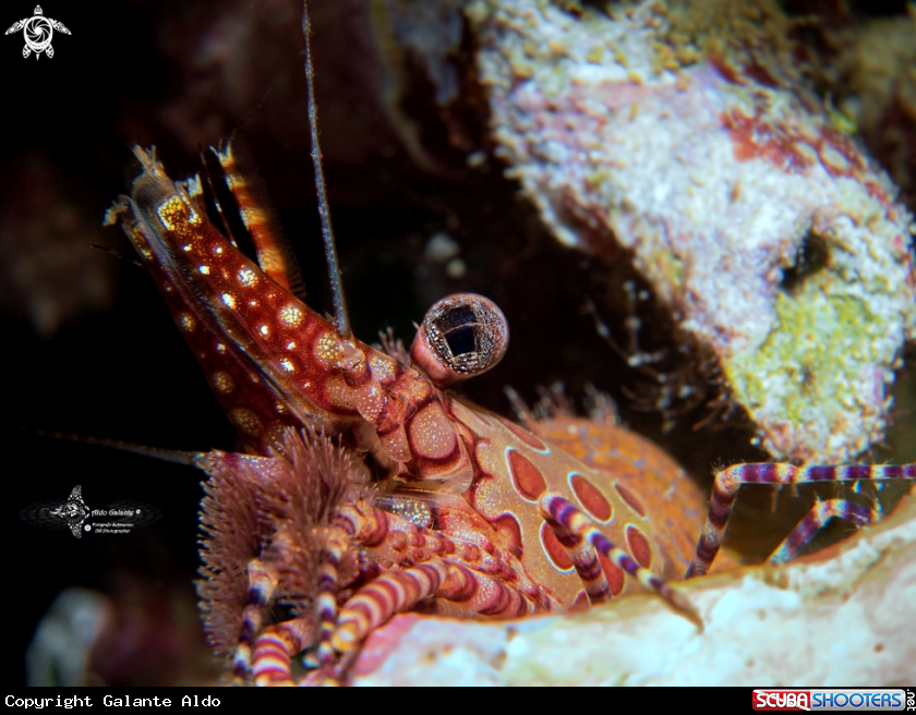 A Saron Shrimp