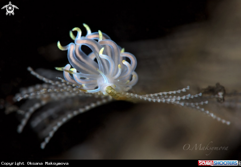A Nudibranch Tenellia sp. 