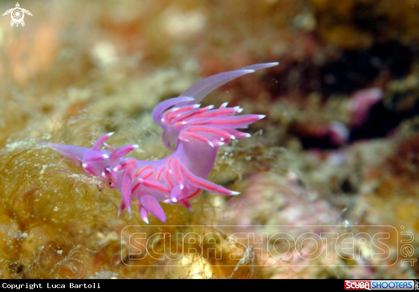 A Flabellina