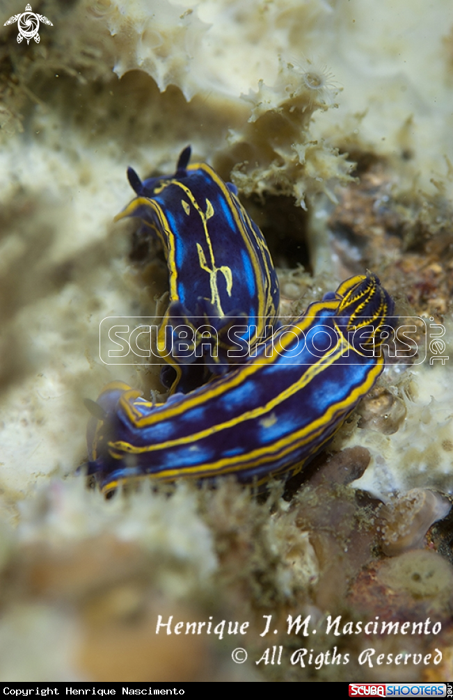 A Nudibranch