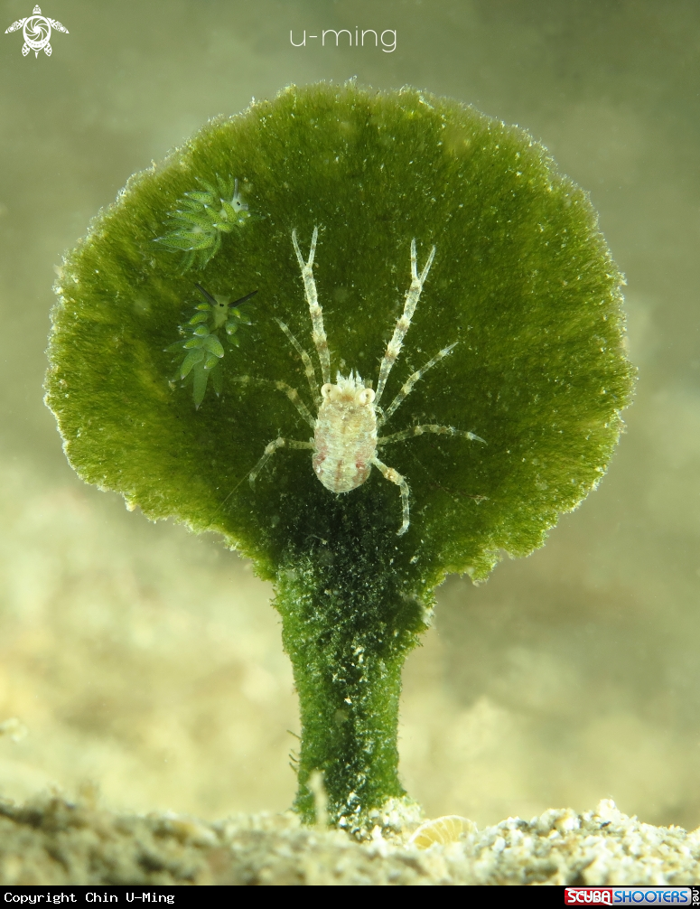 A Squat Lobster & Costasiella kuroshimae